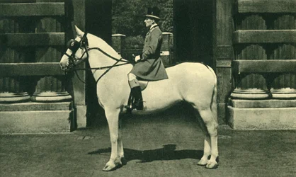 Königlicher Vorreiter in scharlachroter Livree, 1950er Jahre