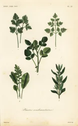 Salatkräuter