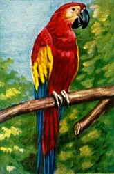Scharlachroter Ara