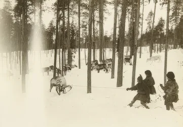 Schweden. Lappen beim Einfangen eines Rentiers