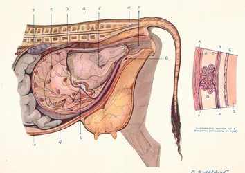Schnitt des Bauches einer Kuh, der den Fötus in normaler Position zeigt, ca. 1905-1910