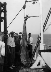 Hai an Bord des Kreuzfahrtschiffs Atlantis, gefangen vor Bathurst, Gambia, 20. Jahrhundert