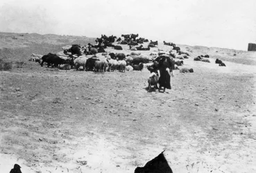 Schafe weiden außerhalb von Samarra, Mesopotamien, 1918