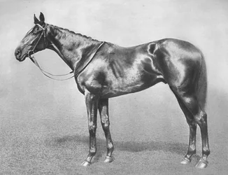 Sir Archibald, 1911