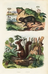 Stachelbaumratte, Echimys chrysurus 1, und Eurasisches Eichhörnchen, Sciurus vulgaris 2
