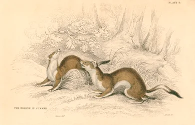 Hermelin Mustela erminea, Mitglied der Wiesel-Familie, 1828