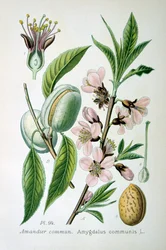 Süße Mandel, 1893