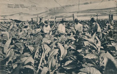 Im Schatten angebauter Tabak - Kuba, um 1900