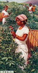 Tee, 1. - Blätter pflücken, Ceylon, 1928