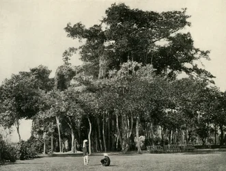 Der Banyanbaum, Barrackpore, 1870, 1925