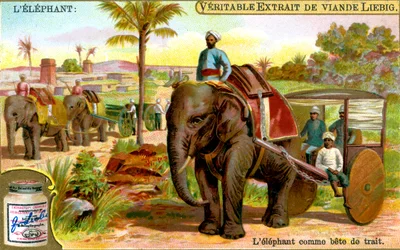 Der Elefant als Zugtier, um 1900