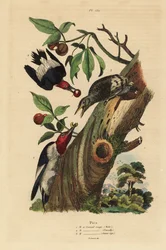 Dreizehenspecht, Picoides tridactylus, Männchen, Weibchen und Jungtier vor dem Nest