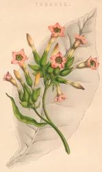 Tabak, 19. Jahrhundert