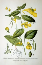 Springkraut, 1893