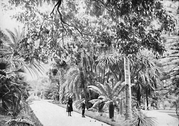 Tropische Palmen und Farne im Botanischen Garten, um 1900