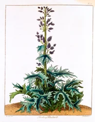Türkenrhabarber, 1798