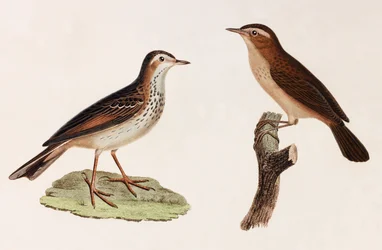 Zwei Farbillustrationen von Vögeln