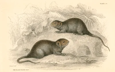 Wasserratte Arvicola terrestris, auch bekannt als schwarze Wasserratte, 1828