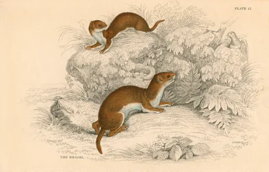 Wiesel Putorius nivalis, das kleinste europäische Raubtier, 1828