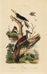 Weißspecht, Melanerpes candidus, Philippinenspecht, Yungipicus maculatus, männlich und weiblich