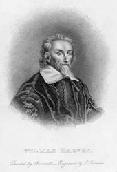 William Harvey, englischer Arzt, 17. Jahrhundert