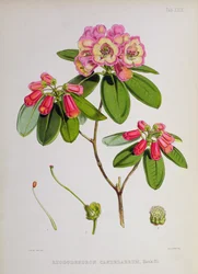 Rhododendron: Kandelaber, aus 