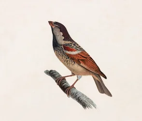 Eine Farbabbildung eines Vogels