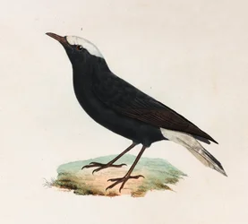 Eine farbige Illustration eines schwarzen Vogels mit weißem Schwanz