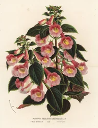 Achimenantha x naegelioides, rosa und goldene Sorte. Plectopoma naegelioides aureo-roseum. Handkolorierte Lithographie aus Louis van Houtte und Charles Lemaires Flore des Serres et des Jardins de l