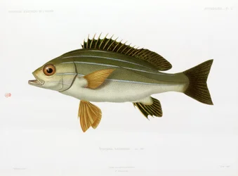 Afrikanischer gestreifter Grunzer, Algerien