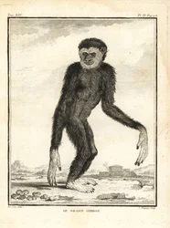 Agiler Gibbon, Hylobates agilis. Gefährdet. Der große Gibbon. Kupferstich von C. Baquoy nach einer Illustration von Jacques de Seve aus Georges-Louis Leclerc, Comte de Buffons Histoire Naturelle, Imprimerie Royale, Paris