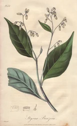 Alibouffier oder Styrax (Styrax benzoin) - Illustration aus „Medical Botanical, Description of the Medicinal Plants of London, Edinburgh, and Dublin“ von John Stephenson und James Morss Churchill