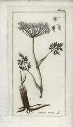 Bergkümmel (Meum athamanticum). Lithographie aus „Afbeelding der Artseny-Gewassen“ von Johannes Zorn (1739-1799), Niederlande