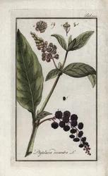 Amerikanische Kermesbeere oder Spinat aus Cayenne oder Indien (Phytolacca decandra). Lithografie aus „Afbeelding der Artseny-Gewassen“ von Johannes Zorn (1739-1799), Niederlande