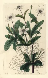 Anemone des rives - Bachanemone, Anemone rivularis. Handkolorierte Kupferstichgravur von George Barclay nach einer Illustration von Miss Sarah Drake aus Edwards