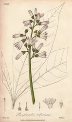 Angosturabaum, Angostura trifoliata