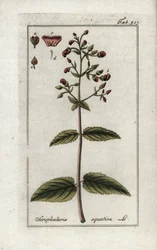 Wasser-Braunwurz (Scrophularia aquatica). Lithographie aus „Afbeelding der Artseny-Gewassen“ von Johannes Zorn (1739-1799), Niederlande