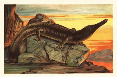 Archegosaurus decheni sonnt sich auf einem Felsen. 1908 (Lithografie)