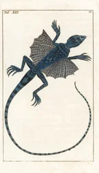Asiatischer Flugdrache - Starkes Wasser von Gottlieb Tobias Wilhelm (1758-1811), aus Enzyklopädie der Naturgeschichte: Amphibien