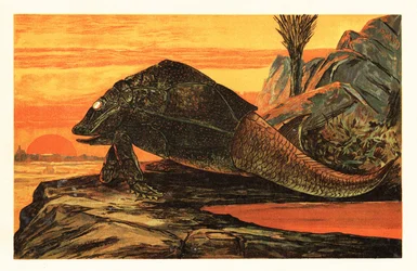 Asterolepis cornutus, ausgestorbene Art von gepanzerten Fischen. 1908 (Lithografie)