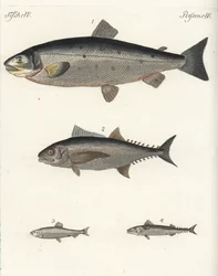 Atlantischer Lachs, Salmo salar 1, Thunfisch, Thunnus-Arten 2, Atlantischer Hering, Clupea harengus 3, und Atlantische Makrele (Makrele), Scomber scombrus 4. Handkolorierter Kupferstich aus Friedrich Johann Bertuch