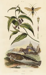 Atlantischer Sternengucker, Holzwespe und Chinesische Feenglöckchen