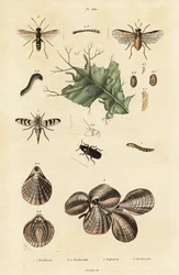 Käfer, Blattwespe und Lampenschalen