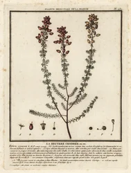 Glockenheide, Erica cinerea