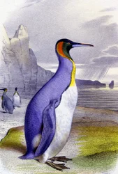 Großer Pinguin, ca. 1850 (Lithographie)