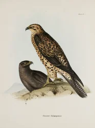 Raubvögel, Galapagos-Inseln, ca. 1832-1836