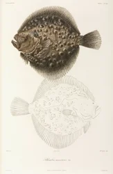 Steinbutt aus dem Schwarzen Meer