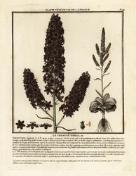 Schwarze Nieswurz, Veratrum nigrum
