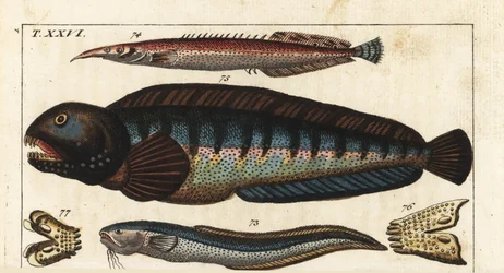 Schwarzflossen-Dungeon - Kreta-Siam-Fisch (oder Petite Masta, Ocellee-Aal, Trompeten- oder Stachelaal) - Wolfsfisch - Makroschlangen-Schleimfisch, Ophidion barbatum 73, kleiner Stachelaal, Macrognathus aculeatus 74, Wolfsfisch, Anarhichas lupus 75, und