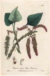 Schwarz- oder Pappel, Liard oder Piboule (Populus nigra) - Botanische Tafel von Isaac Russell, graviert von Charles Matthews, aus English Botanical Phenomenes von William Baxter (1788-1871)
